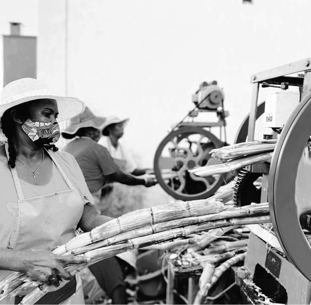 Des femmes passent la canne au moulin
